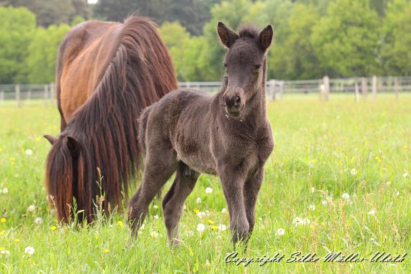Orson p.JPG - Orson von Heidmoor 2 Wochen alt